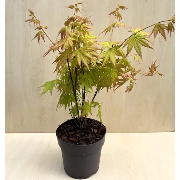 Japán juhar 'Orange Dream' Japán juhar 'Orange Dream'