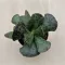 Adromischus cooperi