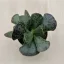 Adromischus cooperi
