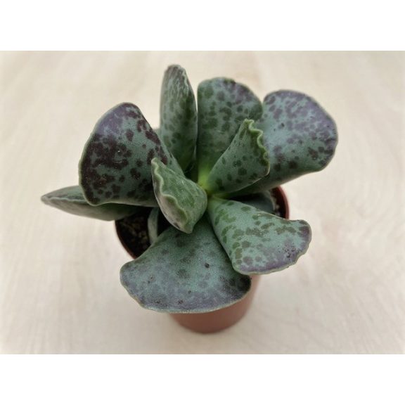 Adromischus cooperi