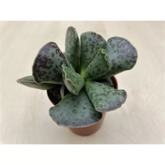 Adromischus cooperi