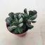 Adromischus cristatus