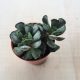 Adromischus cristatus