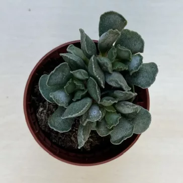 Adromischus cristatus