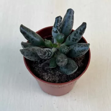 Adromischus festivus