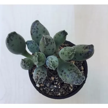 Adromischus festivus