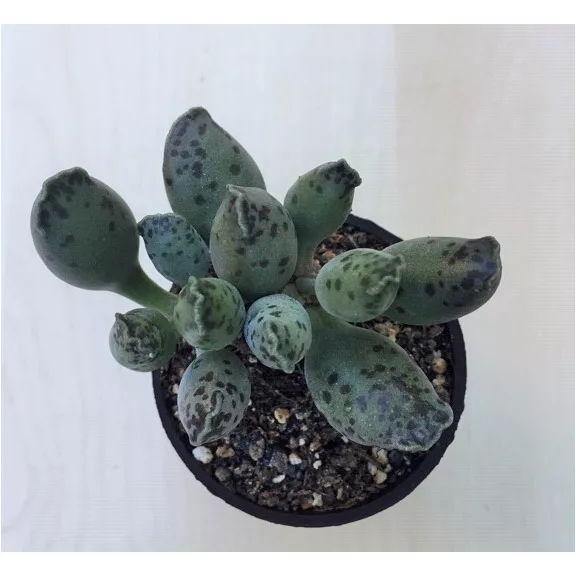 Adromischus festivus