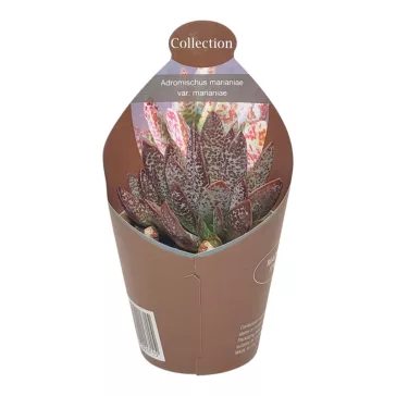 Adromischus marianae var marianae