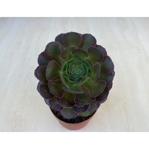 Aeonium 'Blushing Beauty'