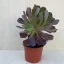 Aeonium 'Velour' L méret