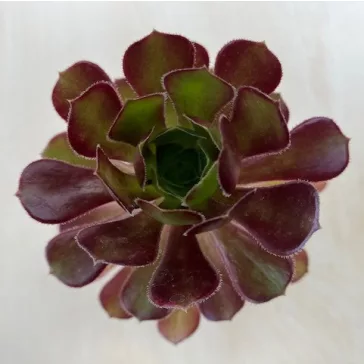 Aeonium arboreum