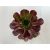 Aeonium arboreum