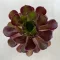 Aeonium arboreum