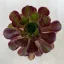 Aeonium arboreum