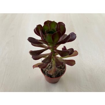 Aeonium arboreum