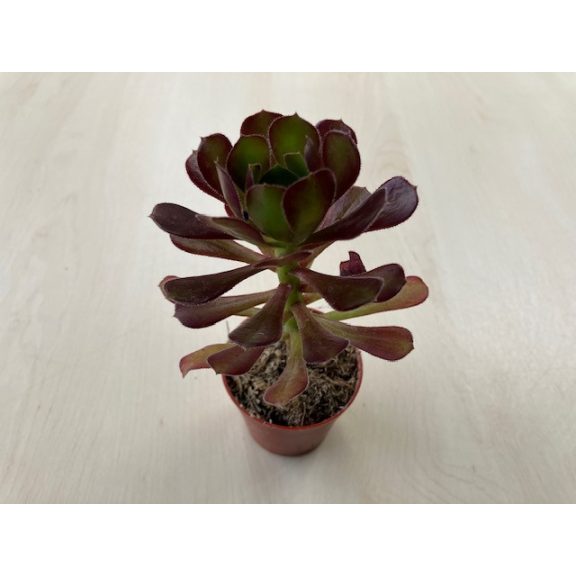 Aeonium arboreum