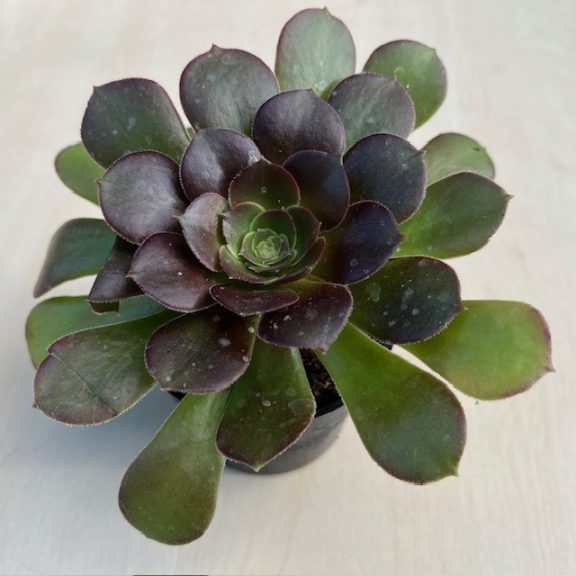 Aeonium arboreum