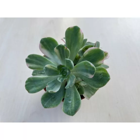 Aeonium Castello