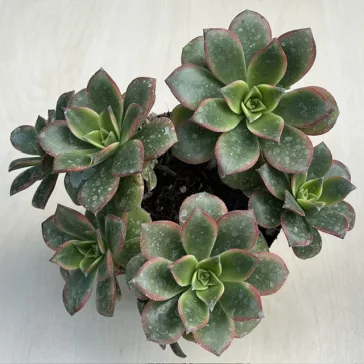 Aeonium haworthii 'Kiwi'