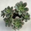 Aeonium haworthii 'Kiwi'