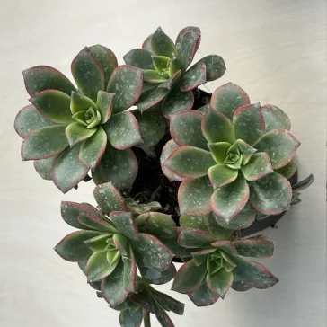 Aeonium haworthii 'Kiwi'