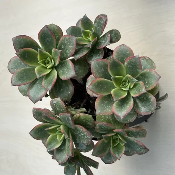 Aeonium haworthii 'Kiwi'