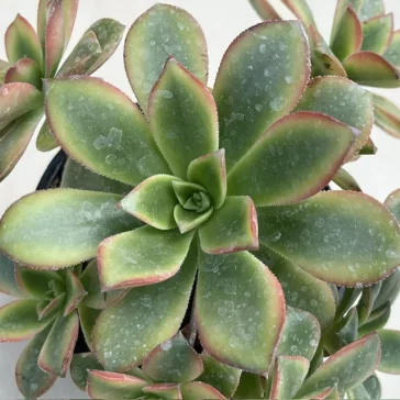 Aeonium haworthii 'Kiwi'