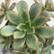 Aeonium haworthii 'Kiwi'