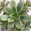 Aeonium haworthii 'Kiwi'