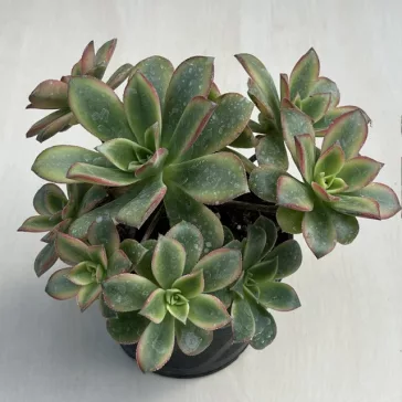 Aeonium haworthii 'Kiwi'