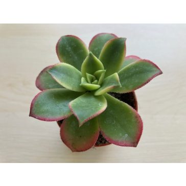 Aeonium haworthii 'Kiwi'