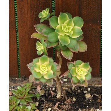 Aeonium haworthii 'Kiwi'