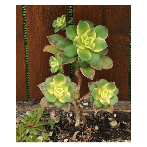 Aeonium haworthii 'Kiwi'