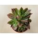 Aeonium leucoblepharum - 