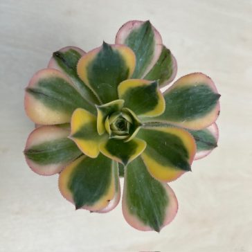 Aeonium cv. Sunburst 