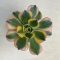 Aeonium cv. Sunburst 