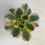 Aeonium cv. Sunburst 
