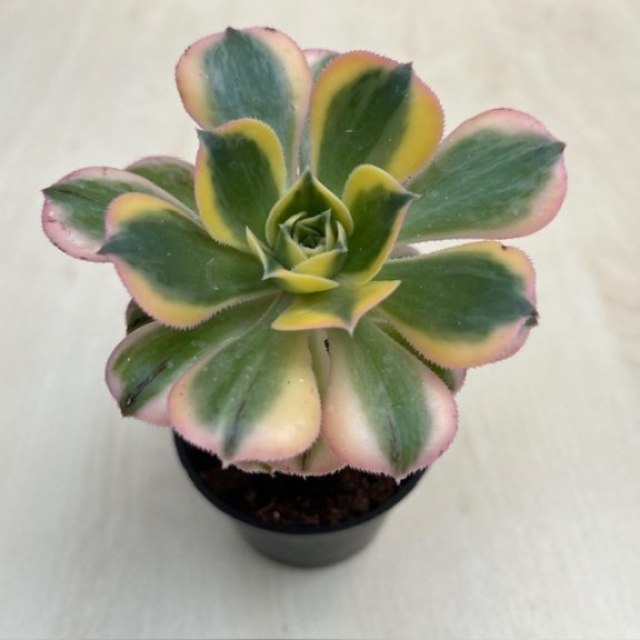 Aeonium cv. Sunburst 