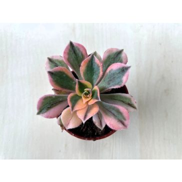 Aeonium cv. Sunburst 