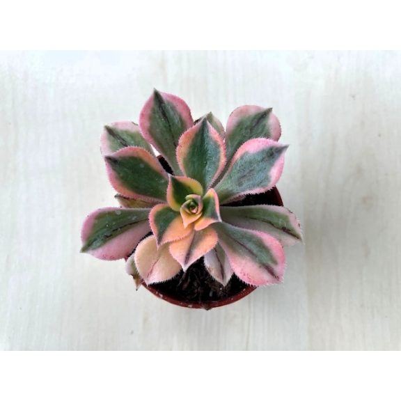 Aeonium cv. Sunburst 
