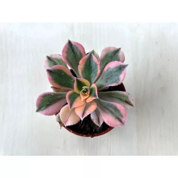 Aeonium cv. Sunburst 