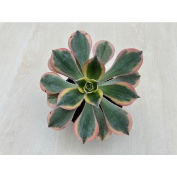 Aeonium cv. Sunburst 