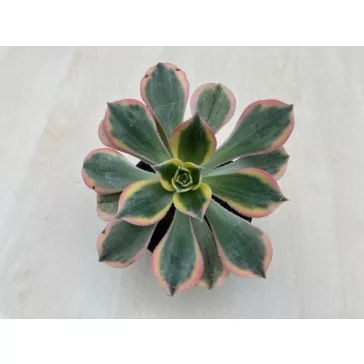 Aeonium cv. Sunburst 