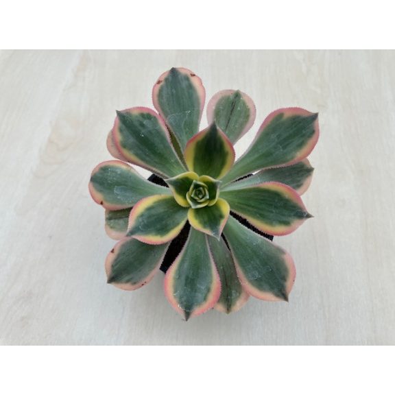 Aeonium cv. Sunburst 