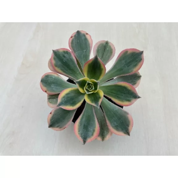 Aeonium cv. Sunburst 