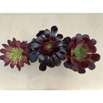 Aeonium arboreum többféle (1 db)