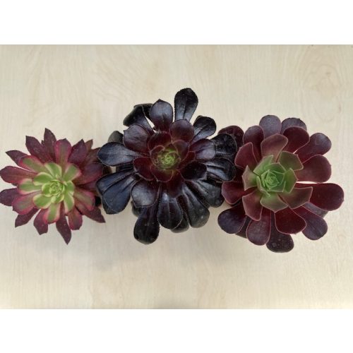 Aeonium arboreum többféle (1 db)