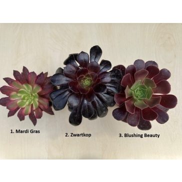 Aeonium arboreum többféle (1 db)