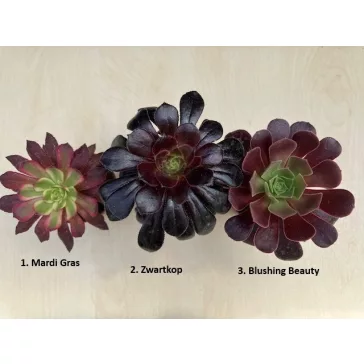 Aeonium arboreum többféle (1 db)