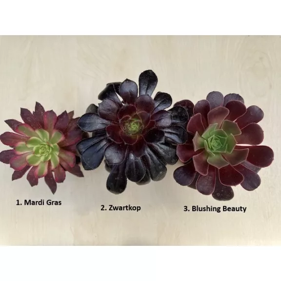 Aeonium arboreum többféle (1 db)